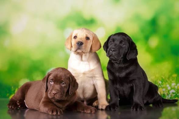 Labrador angle 4